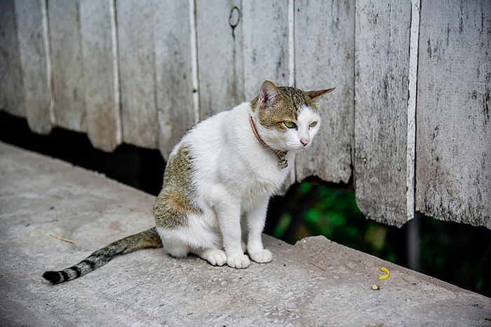 可爱猫咪 动物 素材 奶萌 (113)