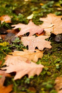 秋天落叶雨滴图片 秋天落叶雨滴图片