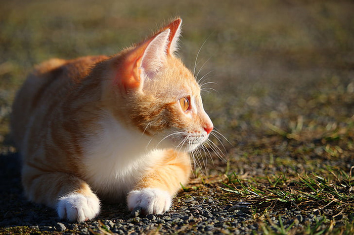 可爱猫咪 动物 素材 奶萌 (98)