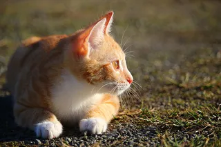 可爱猫咪 动物 素材 奶萌 (98)