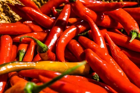 新鲜红辣椒丰收图片