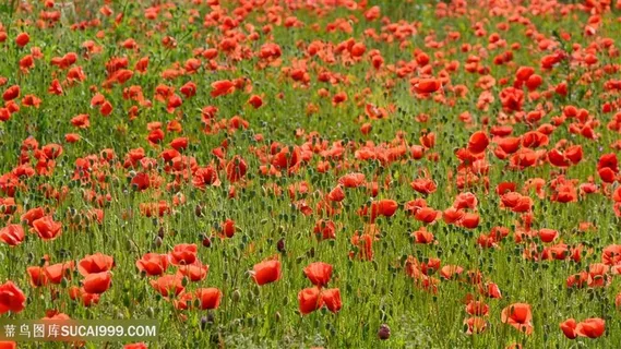 高清唯美红色虞美人花海图片