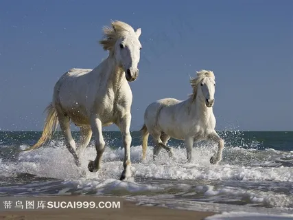 沙滩上奔跑的白马摄影图
