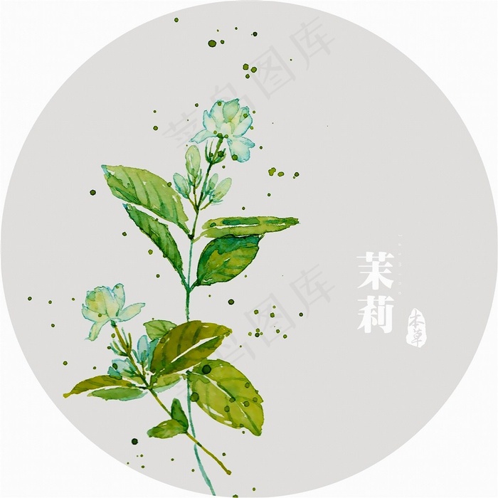 插画植物花茉莉花