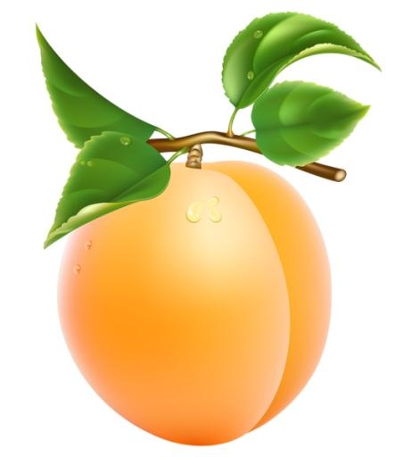 PNG绿叶杏免抠(530x600)