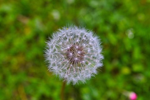 白蒲公英摄影图片 白蒲公英摄影图片