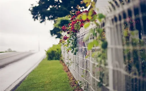 栅栏外的风景 栅栏外的风景