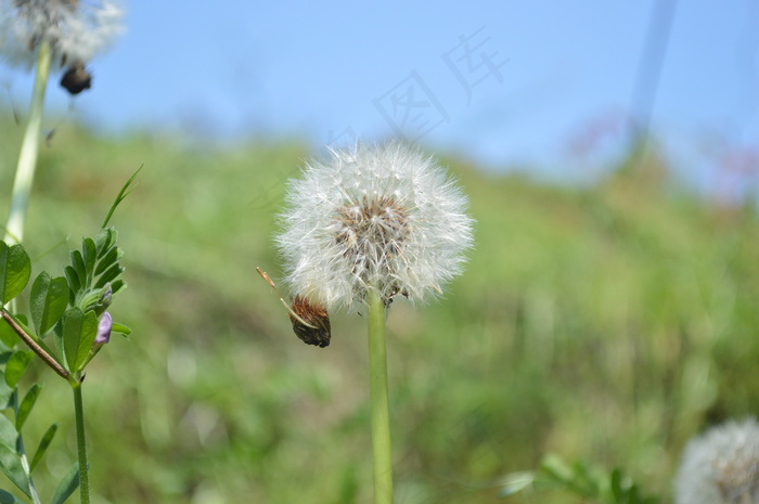 野生婆婆丁蒲公英图片