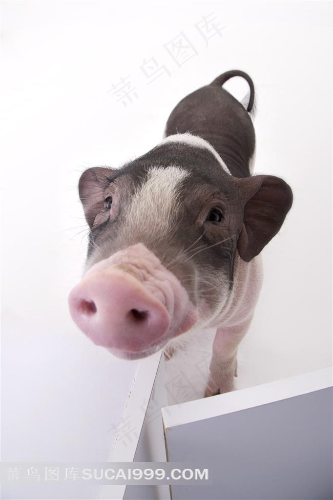 蠢蠢的宠物猪摄影图片