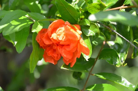 石榴花图片 石榴花图片
