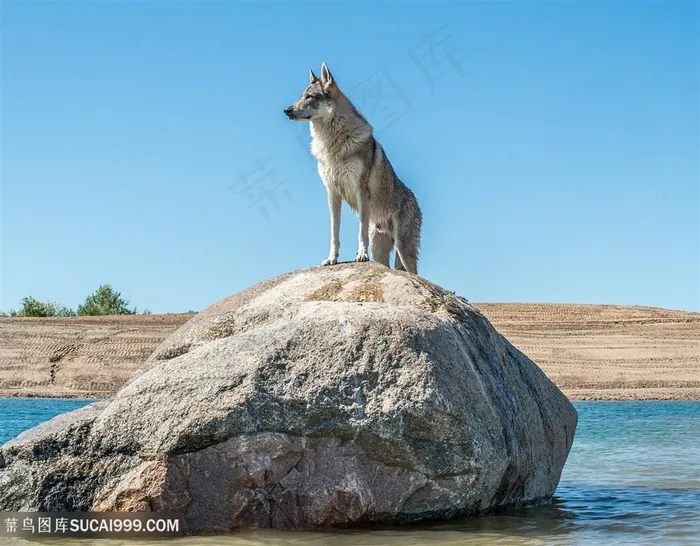 礁石上的狼图片