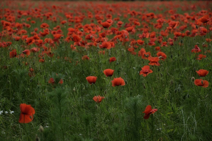 罂粟花桌面壁纸图片