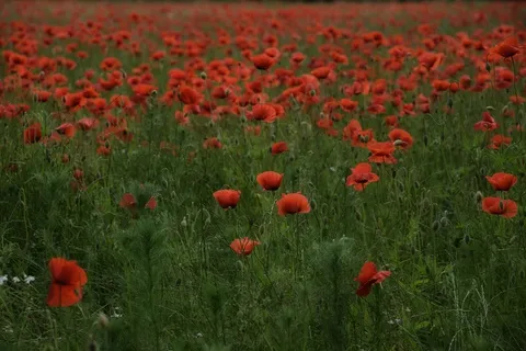 罂粟花桌面壁纸图片