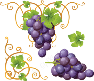 葡萄免抠素材 (23)