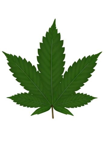 大麻PNG免抠(555x785)
