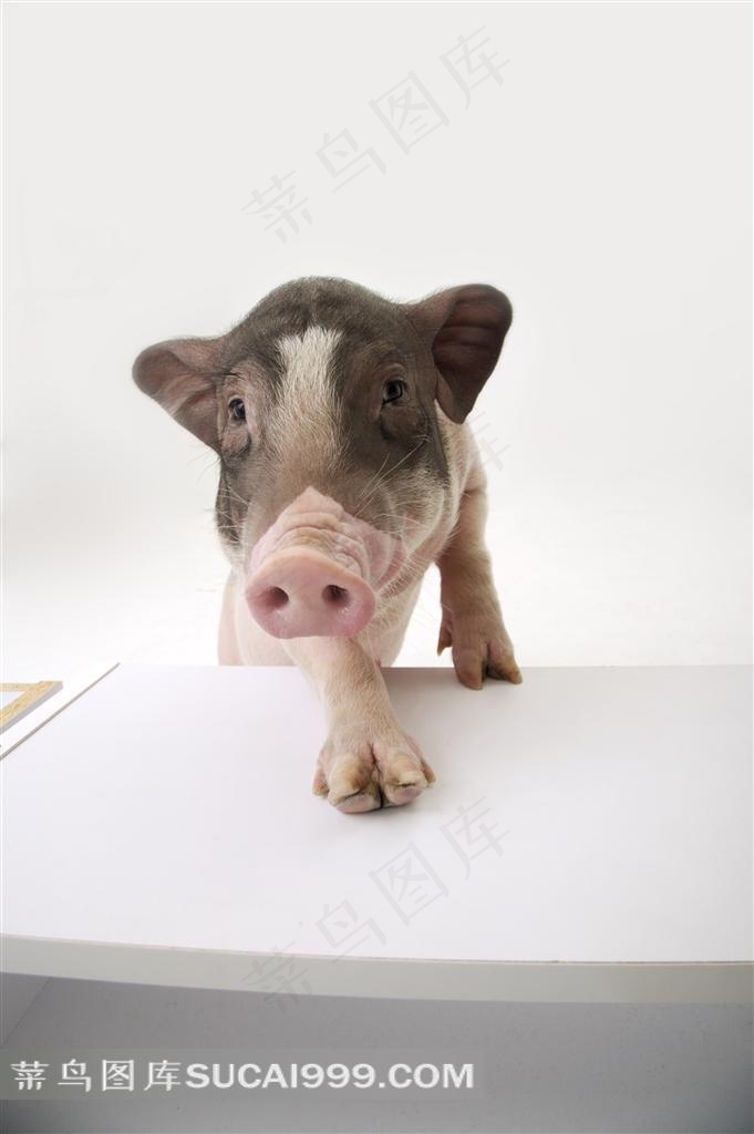 耍宝的宠物猪摄影图片