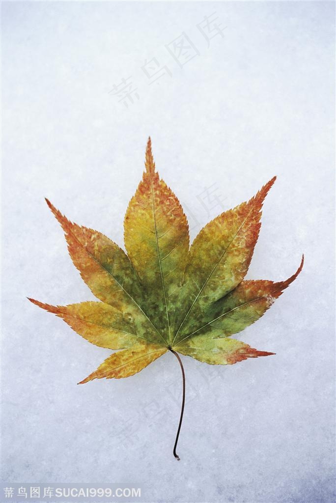 树木树叶- 在雪地里的一片枫树叶