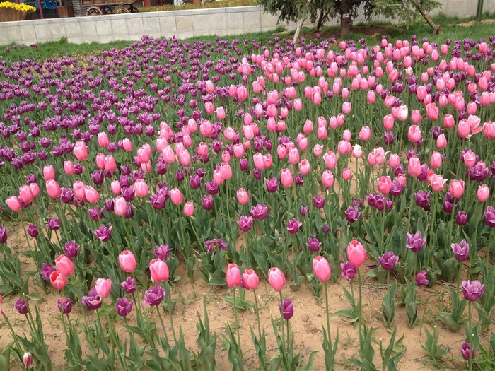 花海 鲜花 世博园 花卉 粉色