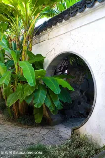 苏州古典名园留园芭蕉树素材