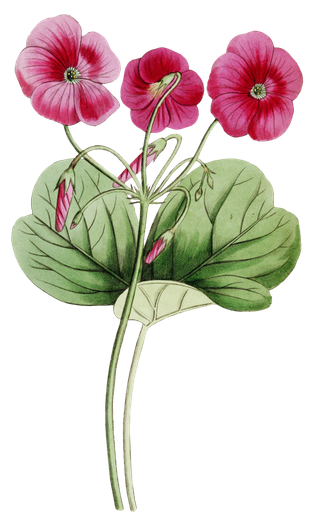 复古手绘植物花卉玫瑰花PNG免扣图案高清图片PS设计素材图