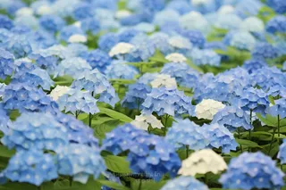 蓝白色绣球花海摄影图