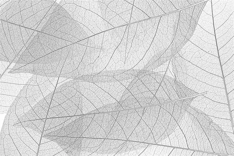 简约的叶脉背景 简约的叶脉背景