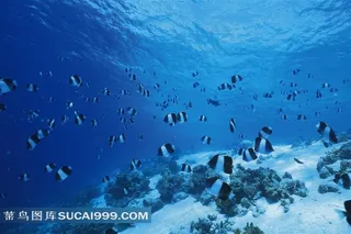 海洋浅水鱼类高清素材美图