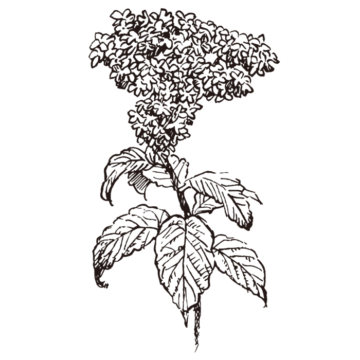 线条草本花卉手绘植物-天芥菜