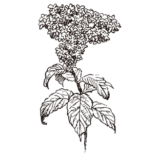 线条草本花卉手绘植物-天芥菜