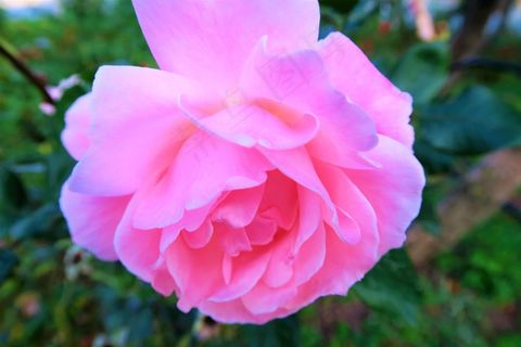 粉红玫瑰花朵图片