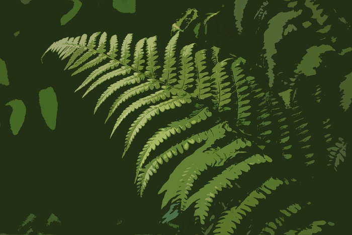蕨类植物图片绘画图片