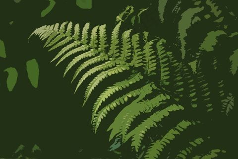 蕨类植物图片绘画图片