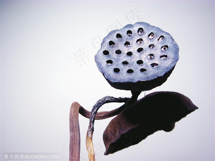 荷花物语-弯曲的莲蓬