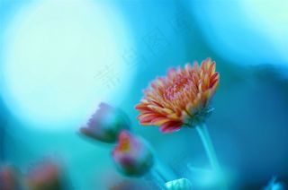 唯美雏菊鲜花图片