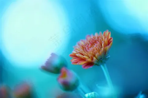 唯美雏菊鲜花图片 唯美雏菊鲜花图片