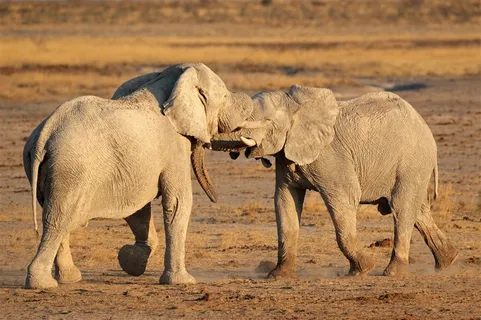 两头大象高清素材