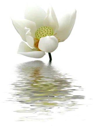 莲花素材倒影素材免扣