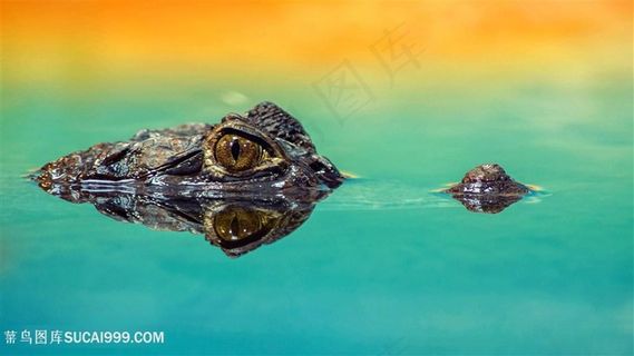 高清小鳄鱼图片桌面背景专用图