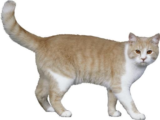 猫 PNG免抠(2434x1830)