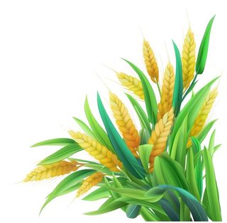 小麦麦穗侧景元素