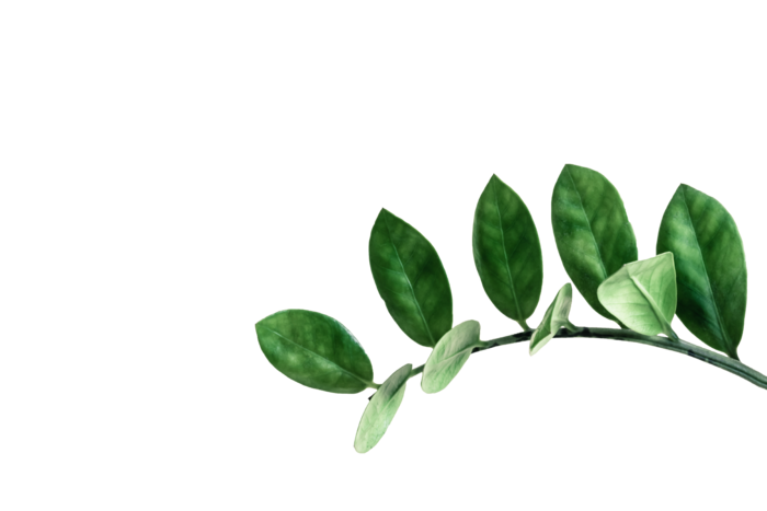 植物绿叶花卉树叶PNG免扣元素