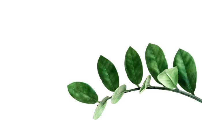植物绿叶花卉树叶PNG免扣元素