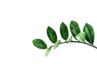 植物绿叶花卉树叶PNG免扣元素