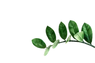 植物绿叶花卉树叶PNG免扣元素