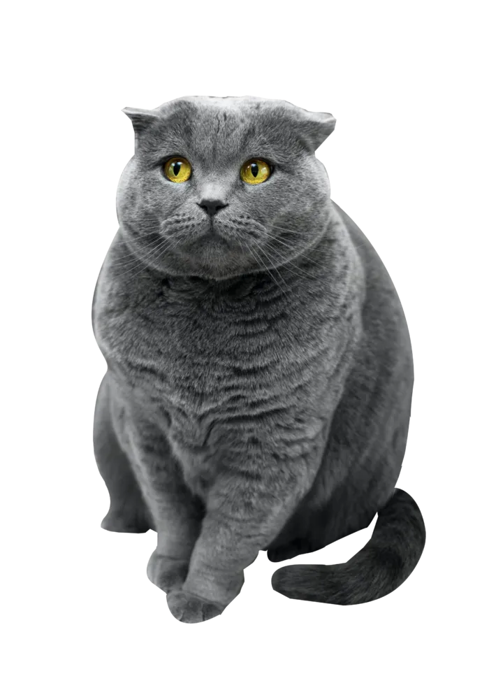 猫咪蓝猫动物