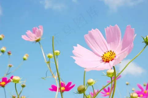 蓝天下格桑花唯美图片 蓝天下格桑花唯美图片