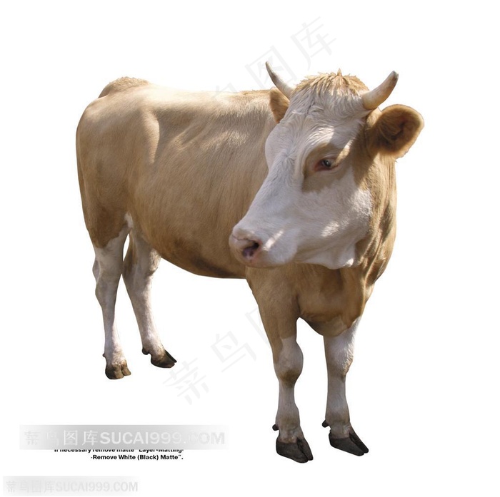 家禽家畜-歪头的的黄毛奶牛