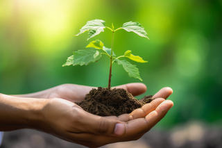 双手捧着泥土里的嫩芽环保摄影图