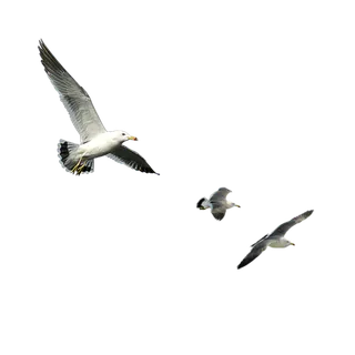 海鸥三只起舞