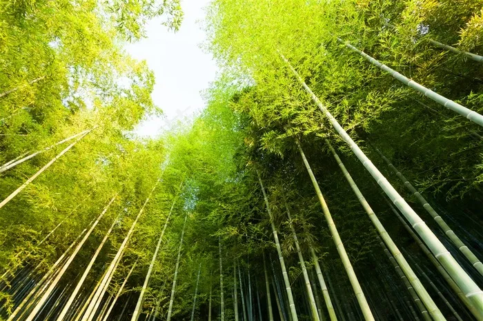 唯美竹子竹林风景图片